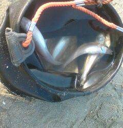 仮屋　SLシンカーのちょい投げでキス〜18cm20匹ベラ10匹の釣果☆