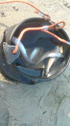 仮屋　SLシンカーのちょい投げでキス〜18…