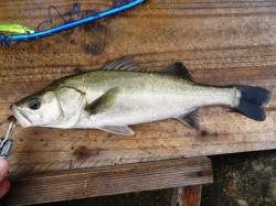 高砂埋立地　出勤前のデイゲームでシーバス5…