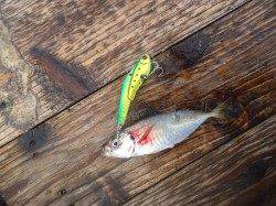 高砂埋立地、出勤前にルアーゲーム