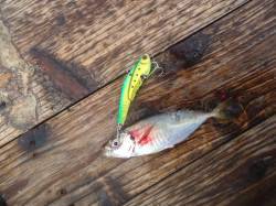 高砂埋立地、出勤前にルアーゲーム