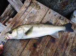 出勤前ディゲーム、リフト&フォール…