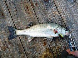 高砂埋立地　朝のデイゲームでシーバス45cm＆25cm