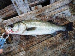 高砂埋立地　朝のデイゲームでシーバス45cm＆25cm