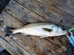 高砂埋立地　朝のデイゲームでシーバス45cm＆40cm