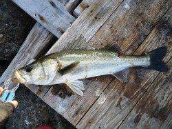 高砂埋立地　朝のデイゲームでシーバス45cm＆40cm