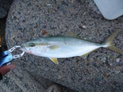 助松埠頭　早朝のルアーゲームでツバス25c…