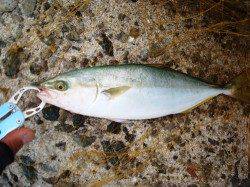 助松埠頭　ショアジギングでツバス4尾　泉州地域にも青物回遊