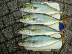 助松埠頭　ショアジギングでツバス4尾　泉州地域にも青物回遊