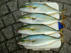 助松埠頭　ショアジギングでツバス4尾　泉州…