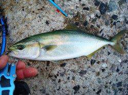 助松埠頭　シュアジギングでツバス〜25cm3匹