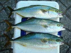 助松埠頭　シュアジギングでツバス〜25cm…