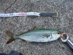 西宮浜方面でルアーでツバスがヒット！