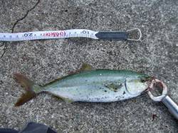 西宮浜方面でルアーでツバスがヒット！