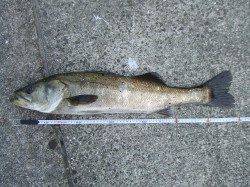 西宮浜、メタルバイブで70cmの立派なシーバス！