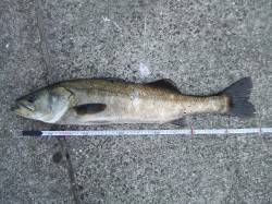 西宮浜、メタルバイブで70cmの立派なシー…