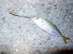 垂水漁港　メタルジグにアジ＆まさかのケンサキイカ