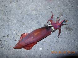 垂水漁港　メタルジグにアジ＆まさかのケンサ…