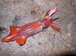 【時合は23時！】新浜漁港でライトエギング