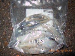 【時合は23時！】新浜漁港でライトエギング