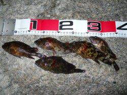 貝塚　夜のエビ撒き釣りでガシラ〜16.5cm5匹