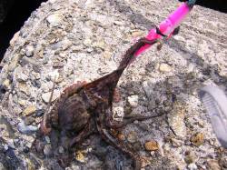 助松埠頭　タコジグの探り釣りでタコ4ハイ　…