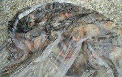 武庫川尻一文字　タコジグでタコ10パイ　アジ、ツバス、サヨリの姿も