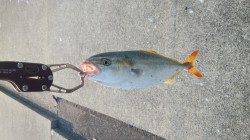 神戸港4,5,6,8防　朝の時合いにショアジギングでツバス30cm前後がヒット！