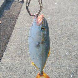 神戸港4,5,6,8防　朝の時合いにショアジギングでツバス30cm前後がヒット！