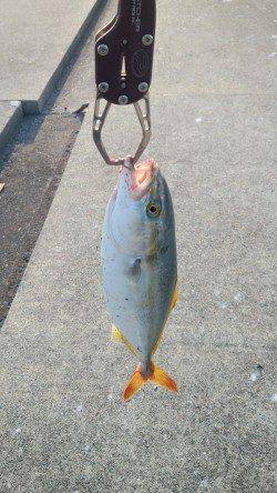 神戸港4,5,6,8防　朝の時合いにショアジギングでツバス30cm前後がヒット！