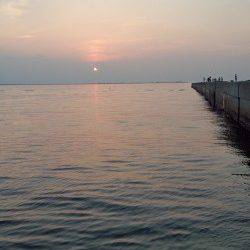 神戸港、開始30分ほどでサゴシがヒット！