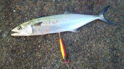 神戸港、開始30分ほどでサゴシがヒット！