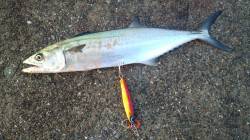 神戸港、開始30分ほどでサゴシがヒット！