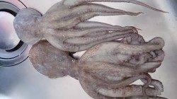 姫路市立遊魚センター　オクトパッシングでタコ2ハイ　サビキは群れが小さく苦戦