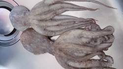 姫路市立遊魚センター　オクトパッシングでタ…