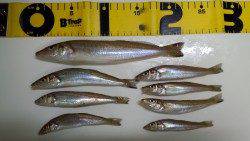 洲本でちょい投げ、キスの釣果☆