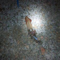 アジュール舞子~西舞子、エギングでケンサキ!