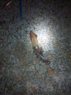 アジュール舞子~西舞子、エギングでケンサキ!