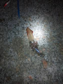 アジュール舞子～西舞子、エギングでケンサキ…