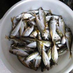 津居山港　サビキで小アジが入れ食い　ファミリーにオススメ