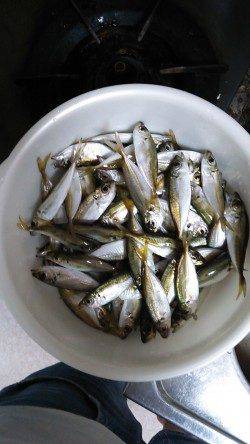 津居山港　サビキで小アジが入れ食い　ファミリーにオススメ