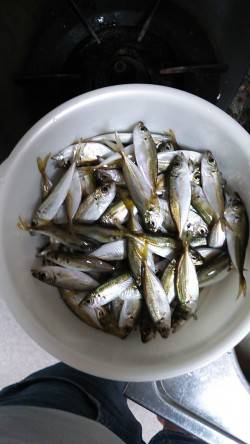 津居山港　サビキで小アジが入れ食い　ファミ…