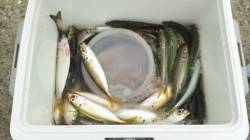 鳴尾浜海釣り公園、初めて投げサビキという釣…