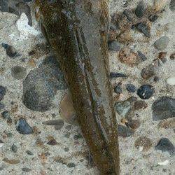 新川口　キッシングでキス12尾にネズミゴチ23cm