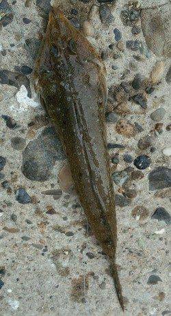 新川口　キッシングでキス12尾にネズミゴチ23cm