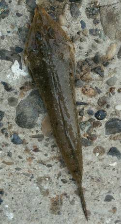 新川口　キッシングでキス12尾にネズミゴチ…