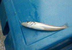 浦漁港にてちょい投げを楽しんできました！