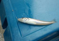 浦漁港にてちょい投げを楽しんできました！