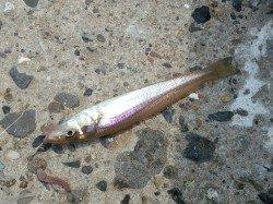 浦漁港にてちょい投げを楽しんできました！