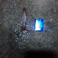 アジュール舞子~西舞子 エギングでケンサキ&アオリ 初のタコも